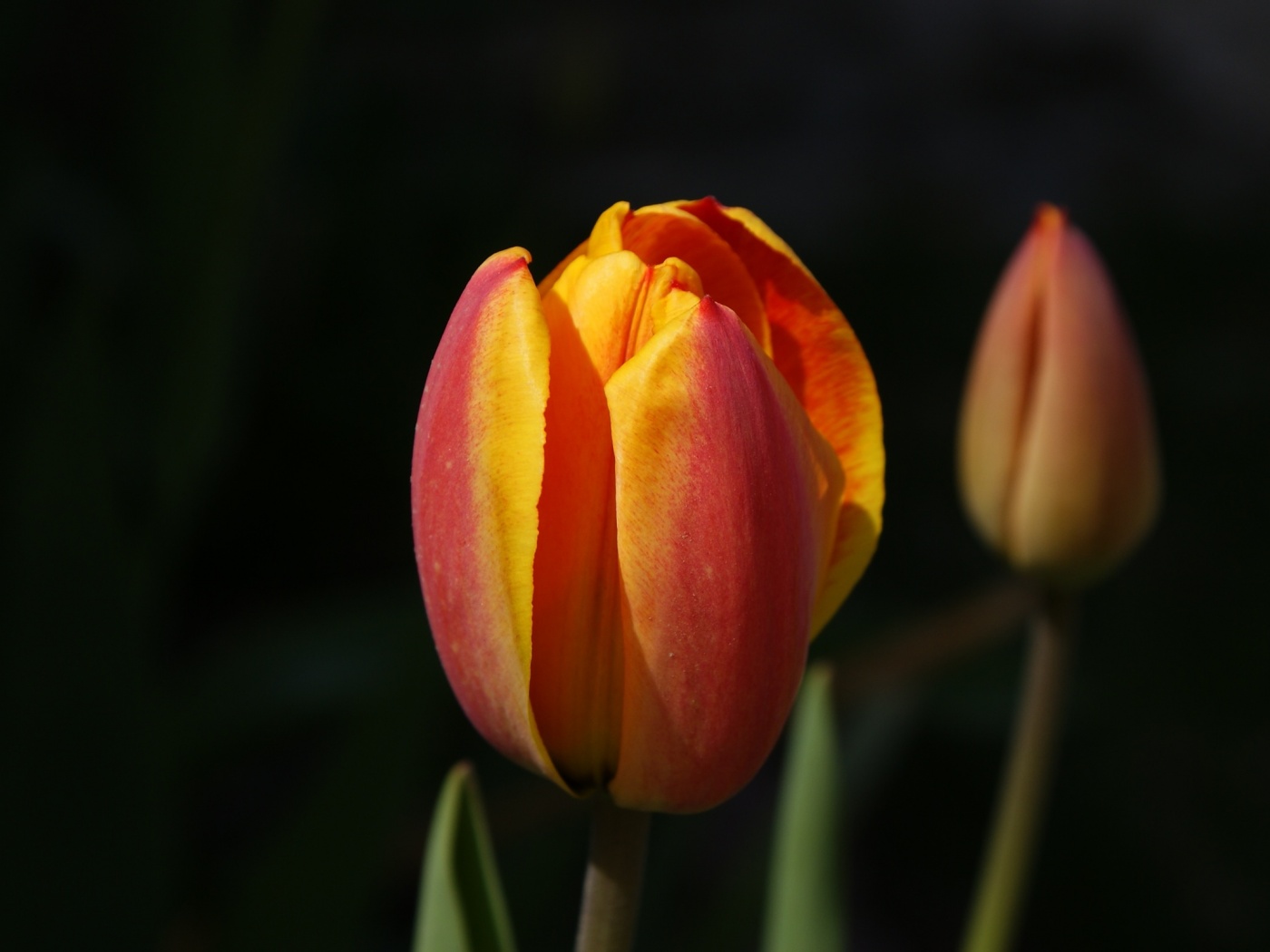 Распускающийся тюльпан обои