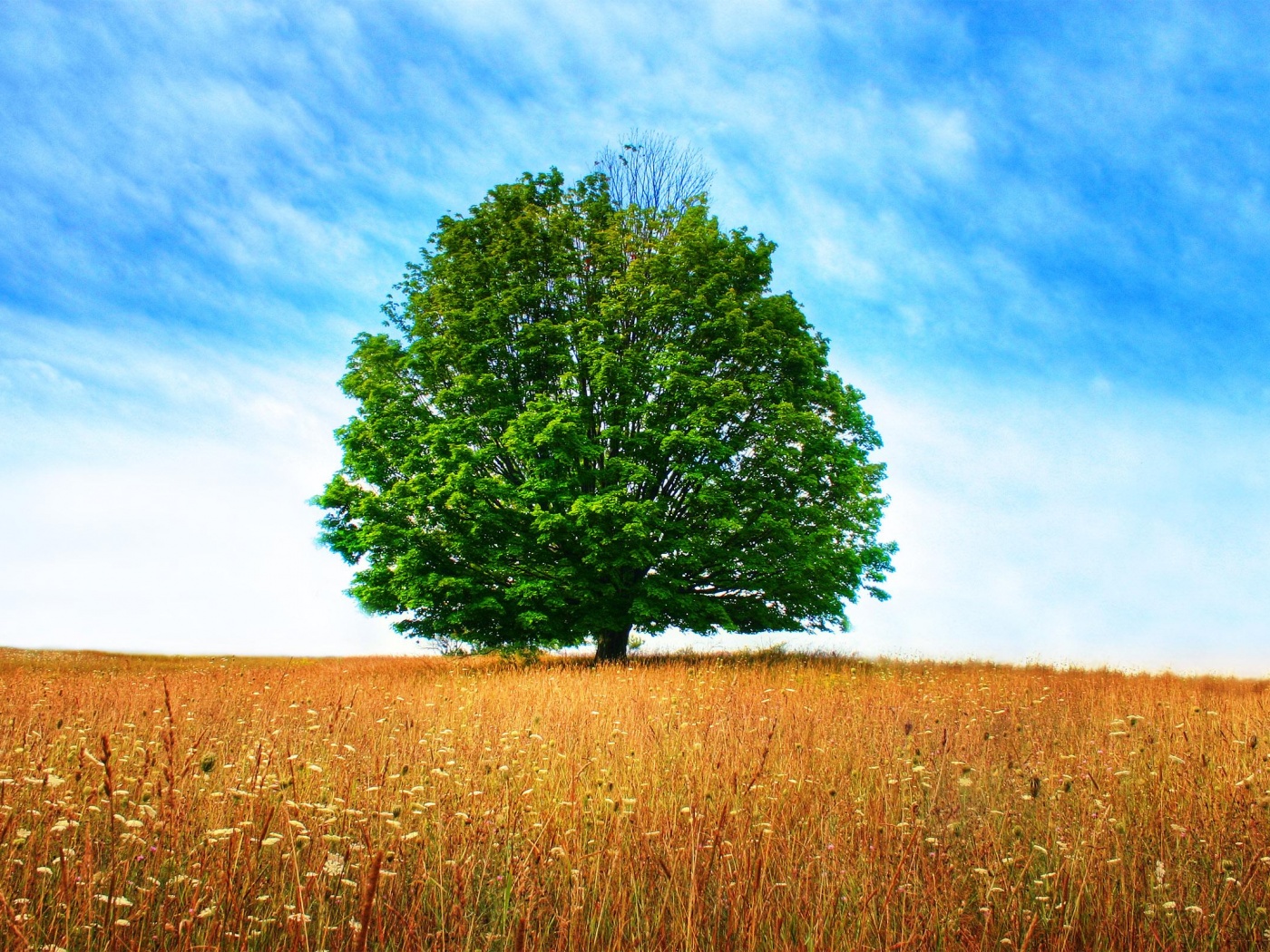 Зеленое дерево в желтом поле обои