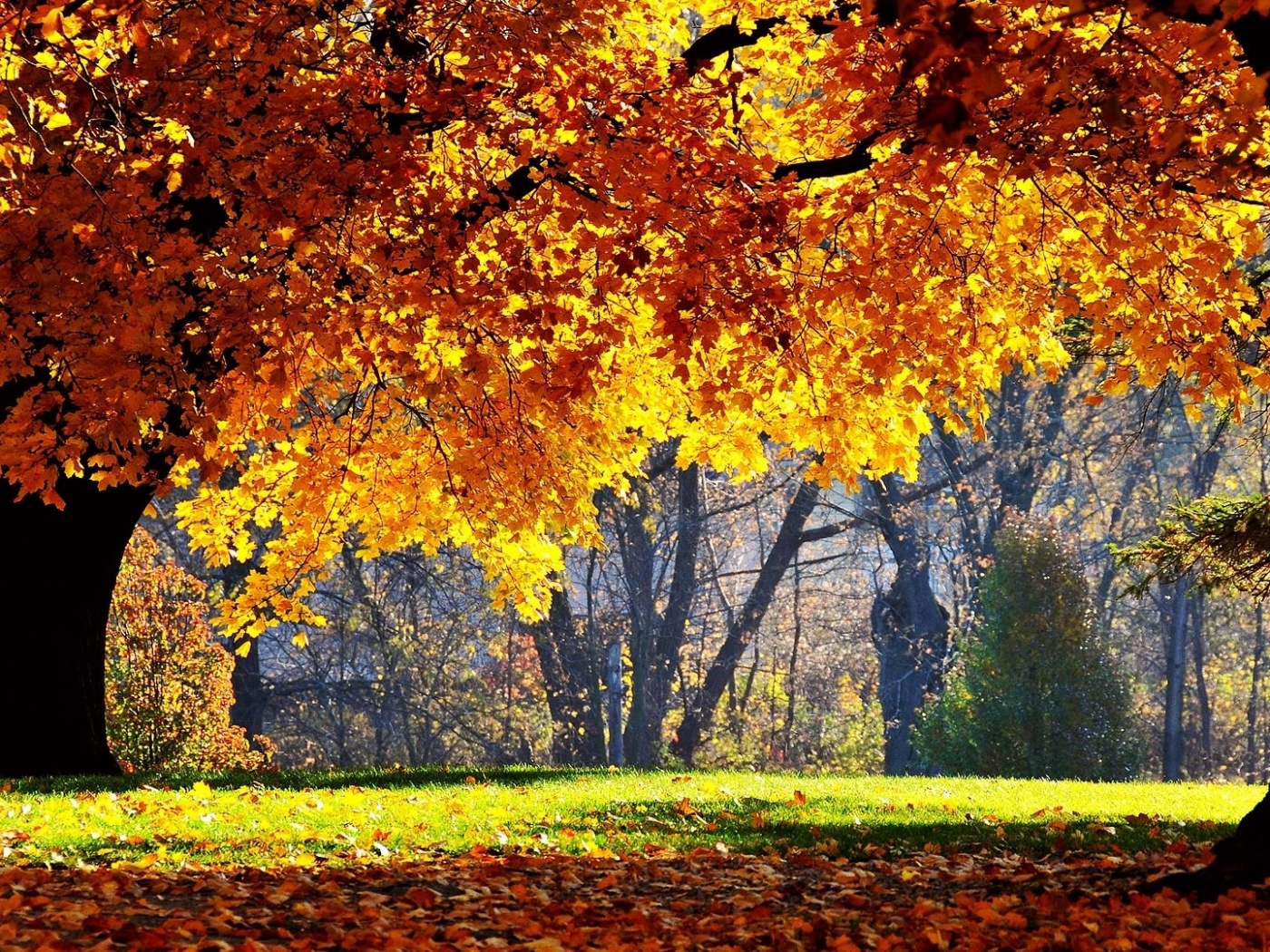 Размашистое осеннее дерево обои