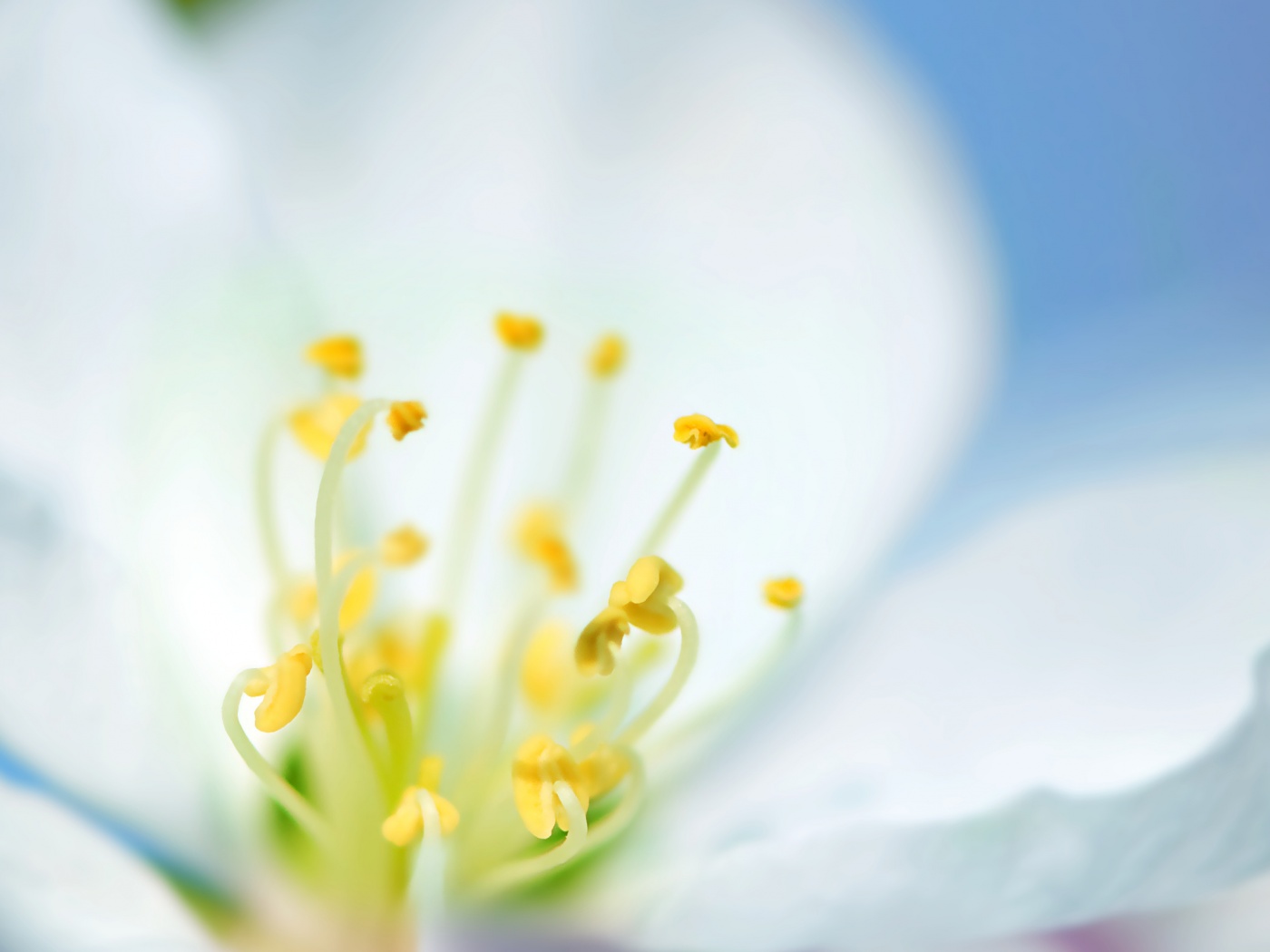 Желтые тычинки обои