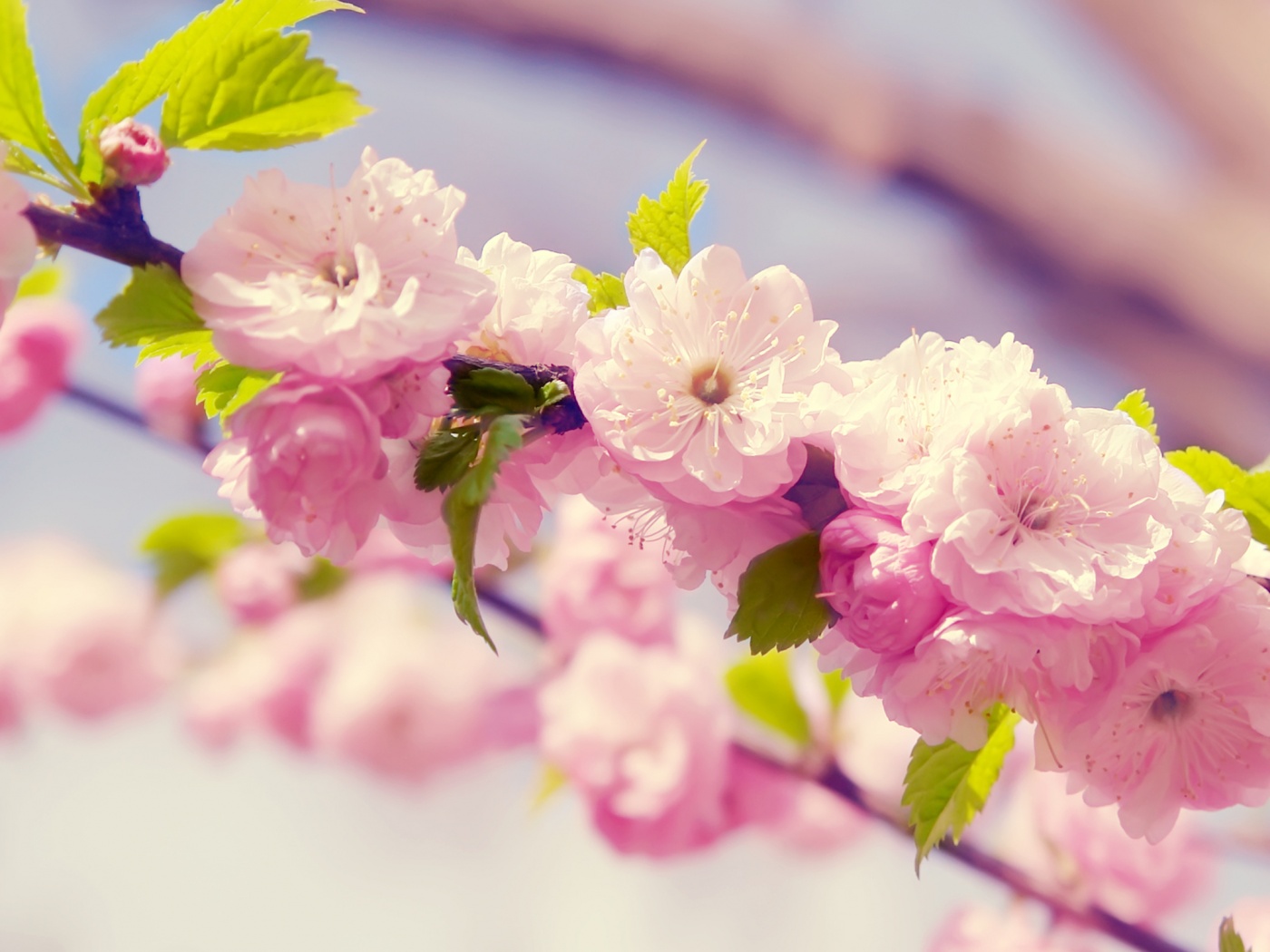 Ветка с цветами обои