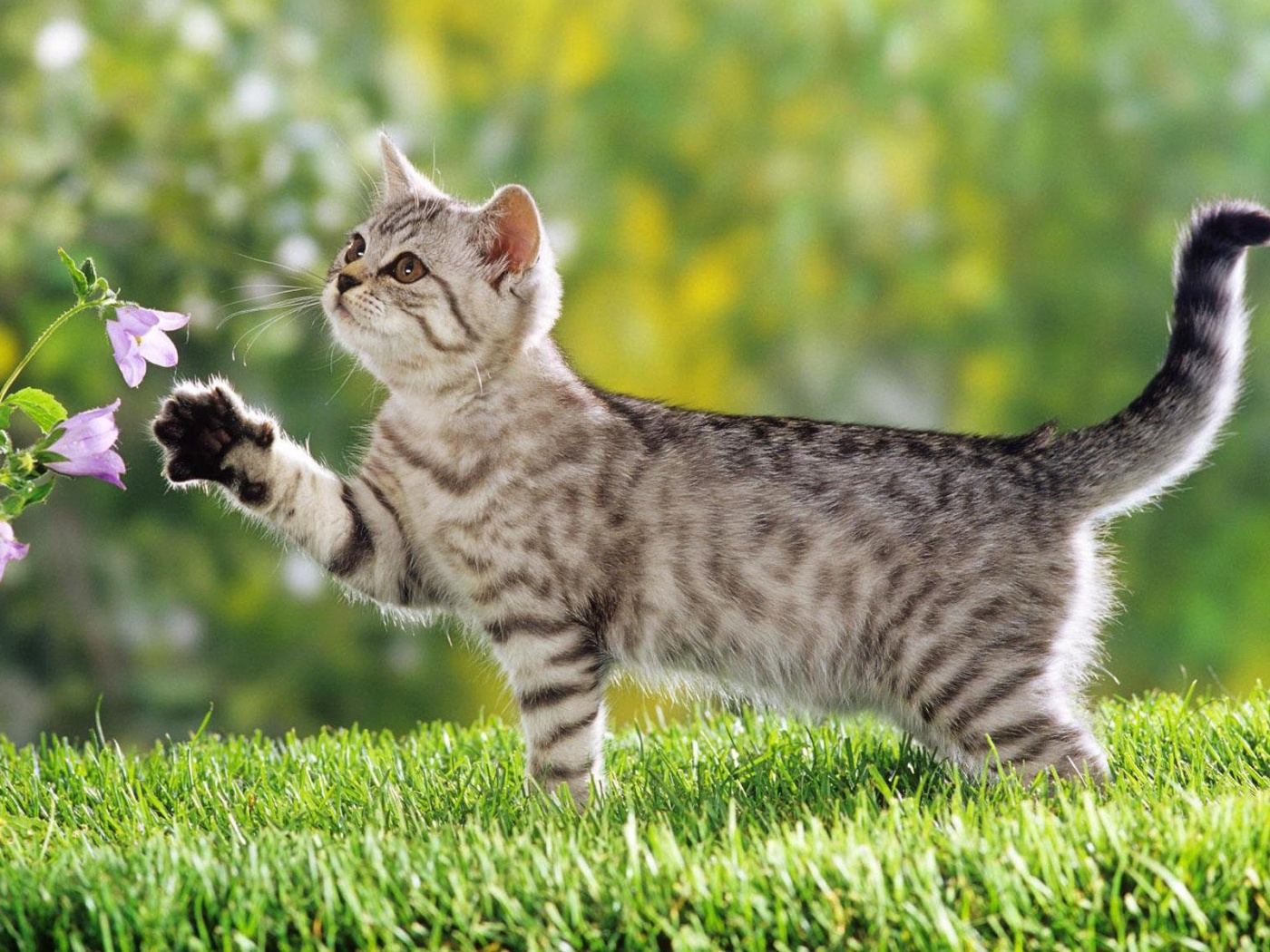 Котенок играет с цветами обои