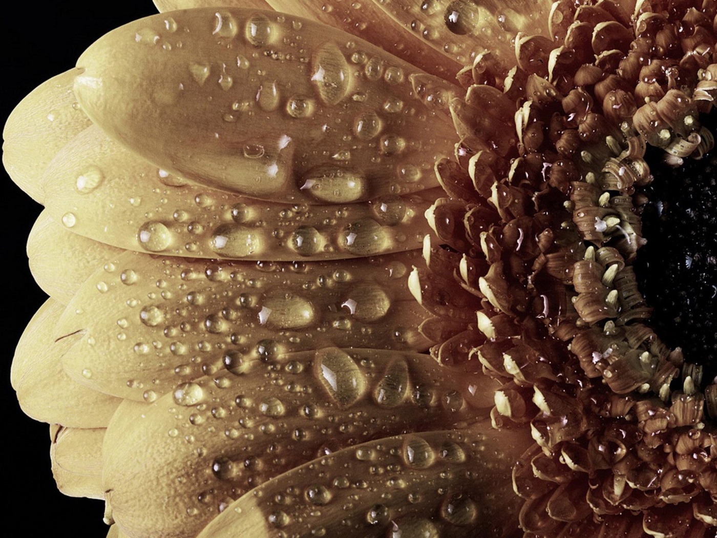 Капли на лепестках гербера обои