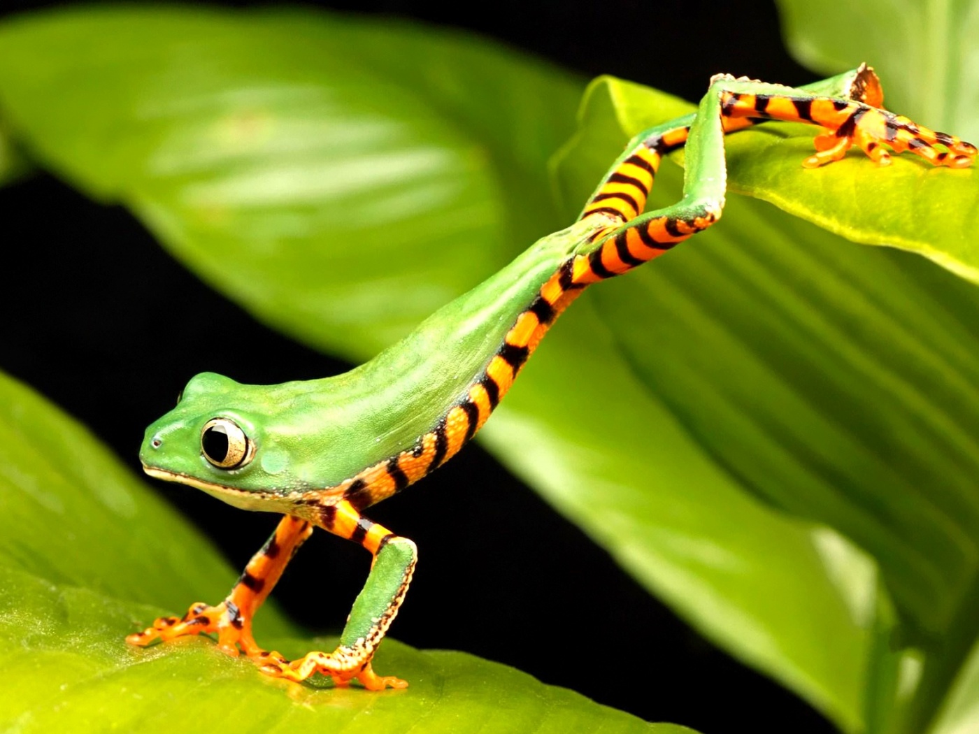 Лягушка переползает с листа на лист обои