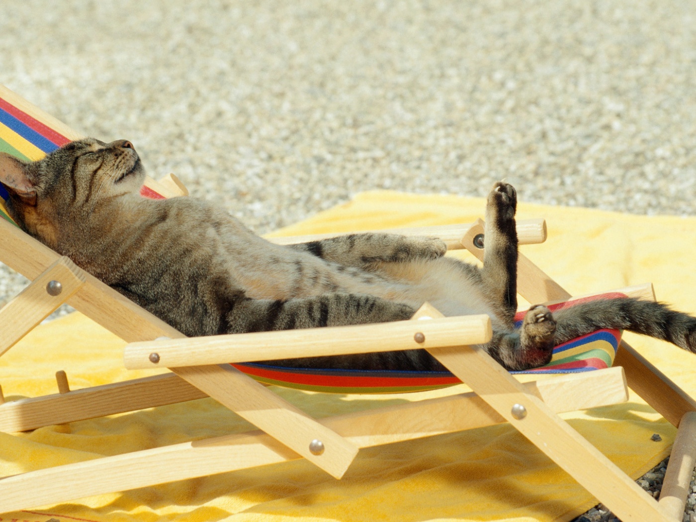 Кот в отпуске обои