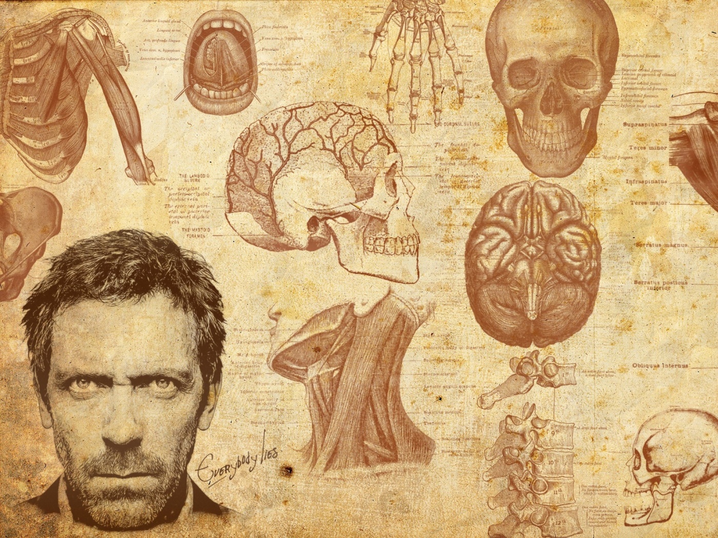 Анатомические рисунки доктора Хауса обои