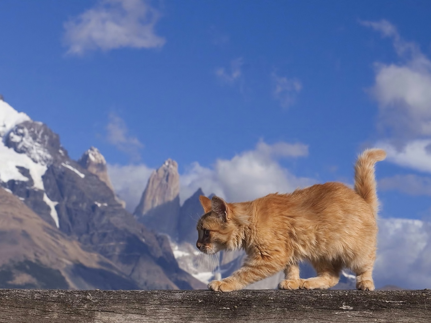 Рыжий котик в горах обои