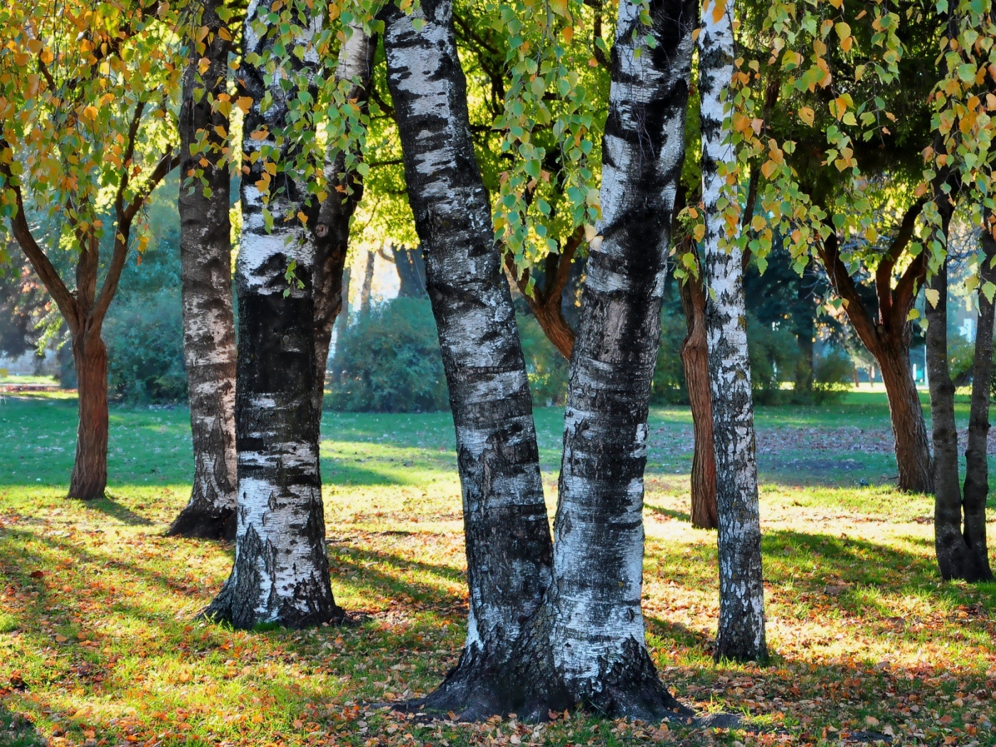 Березовая роща обои