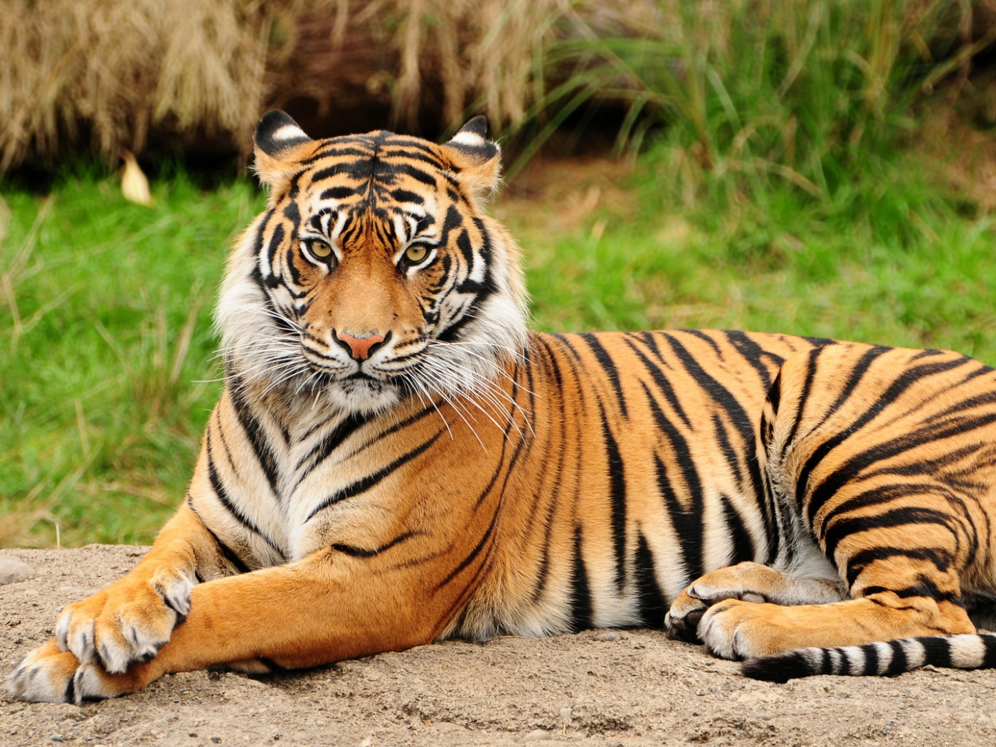 Тигр отдыхает обои