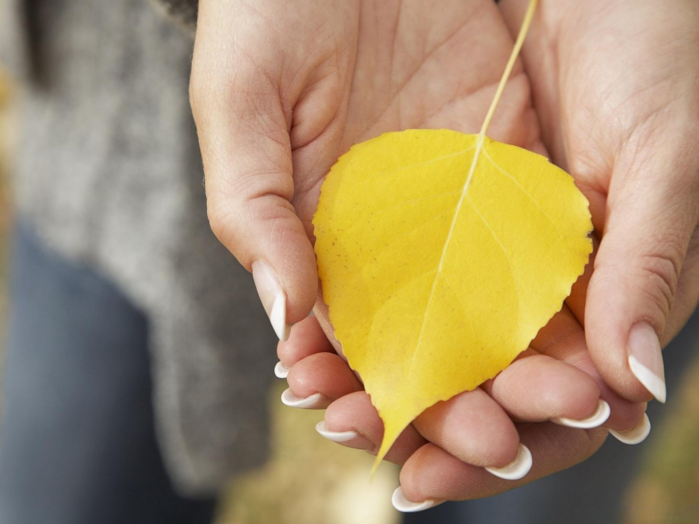 Осенний лист в руках обои