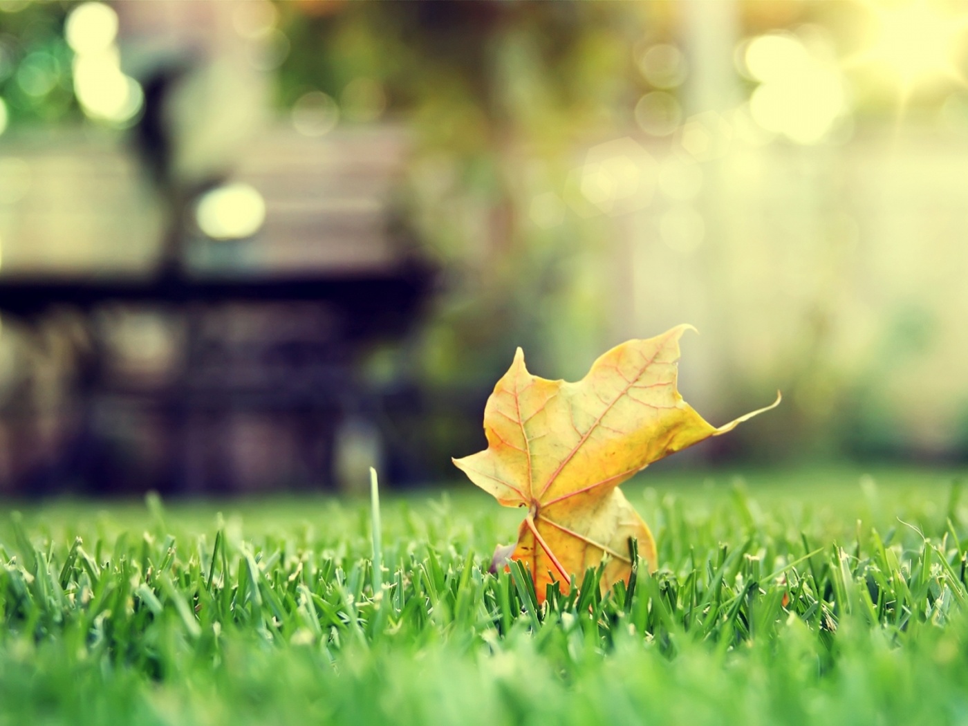 Зеленый лист на траве обои