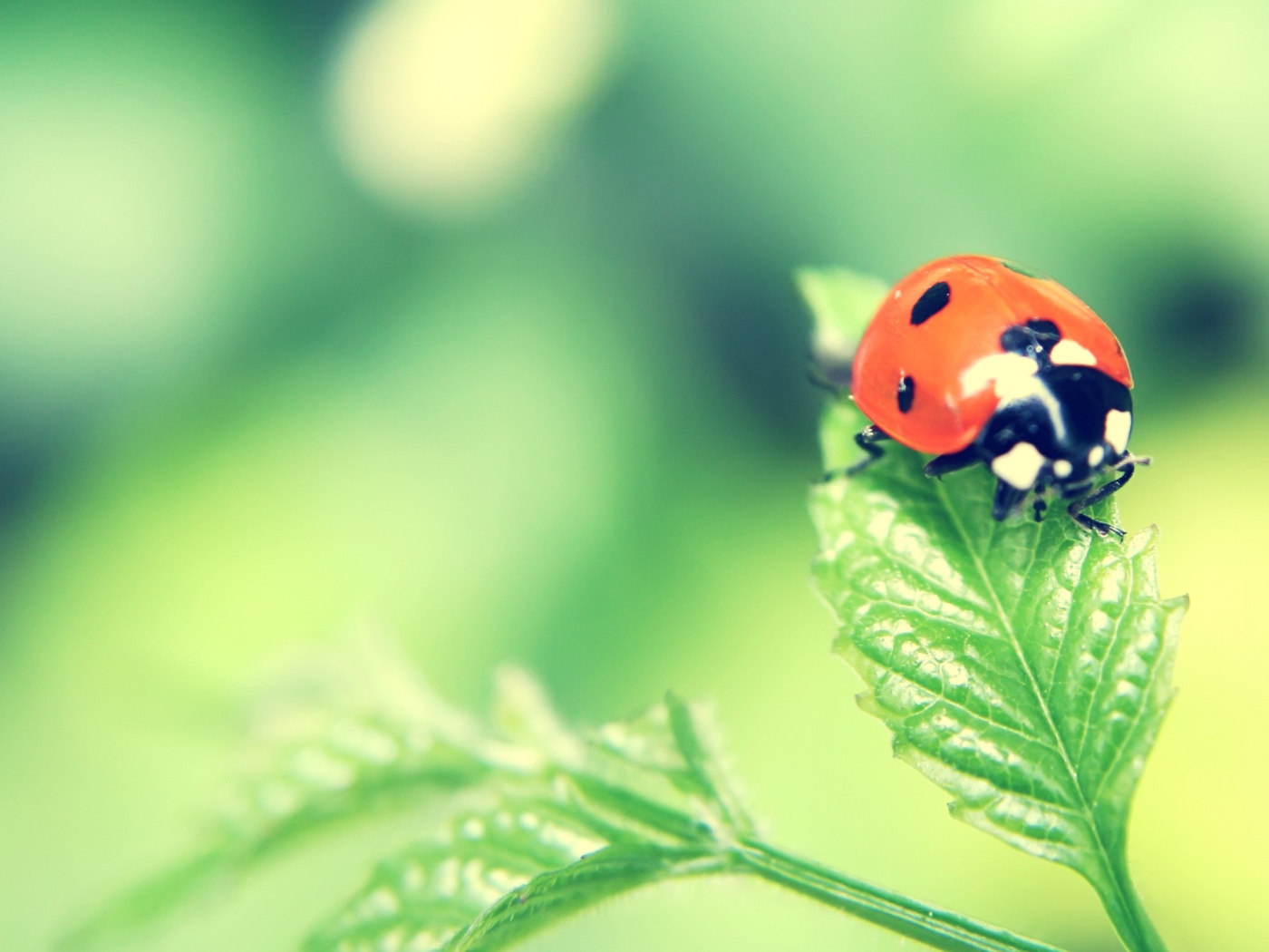 Божья коровка в макро обои