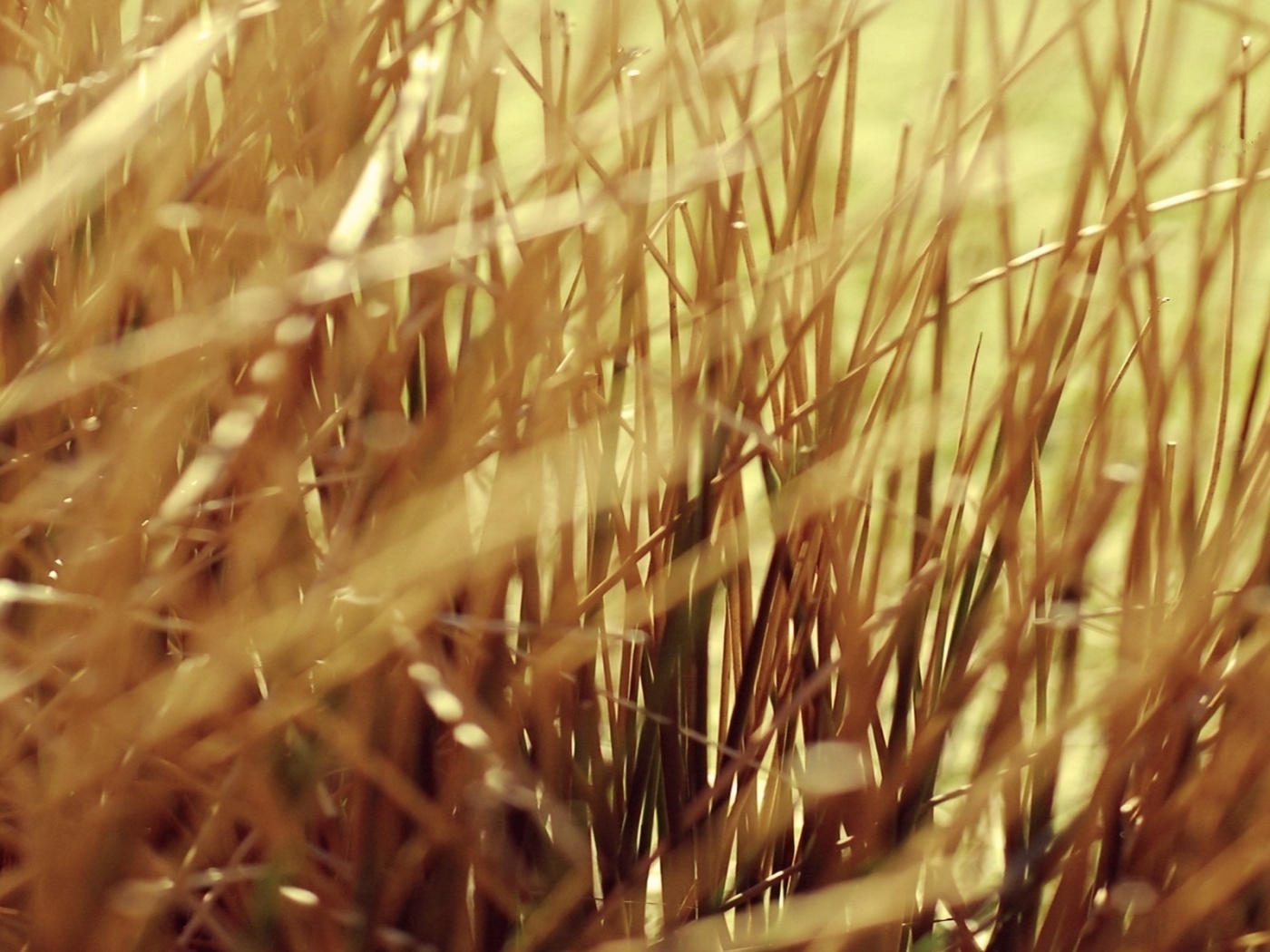 Высохшие травяные стебли обои