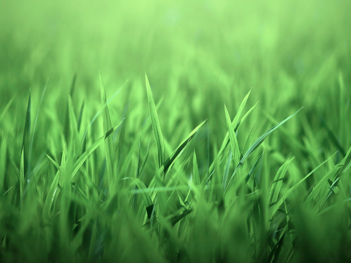 Трава обои