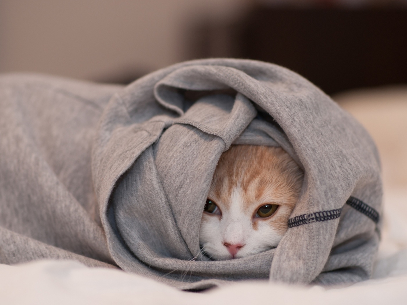 Закутавшийся в футболку кот обои