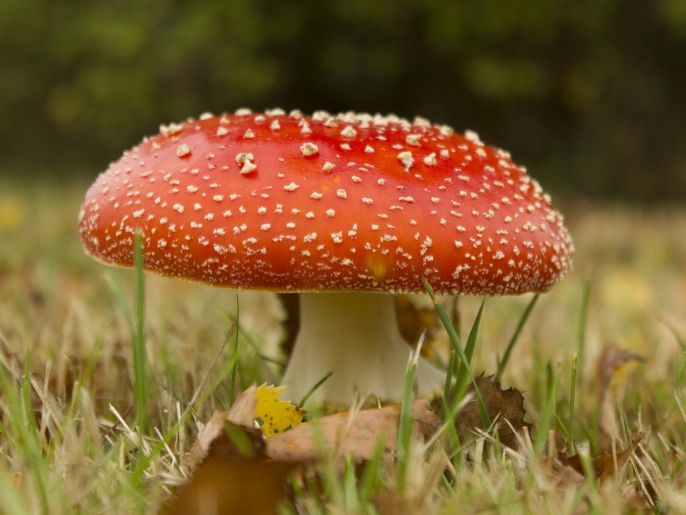 Мухомор обои