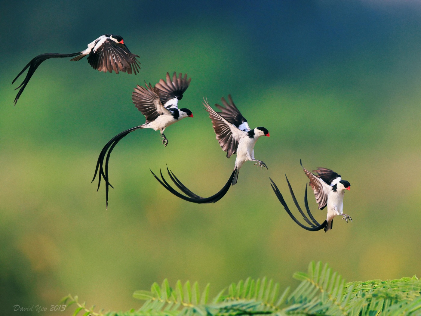 Приземляющаяся птичка обои