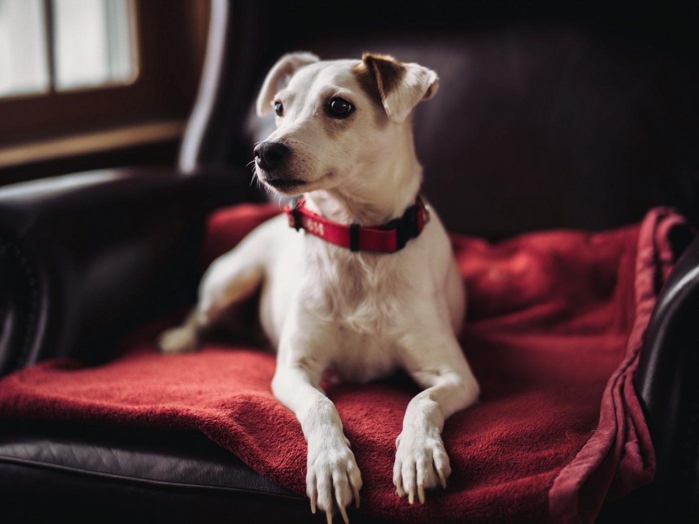 Собака на кресле обои