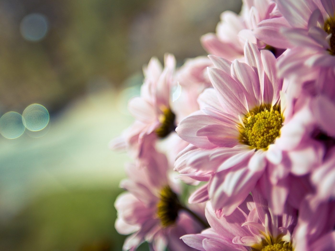 Розовые цветы обои