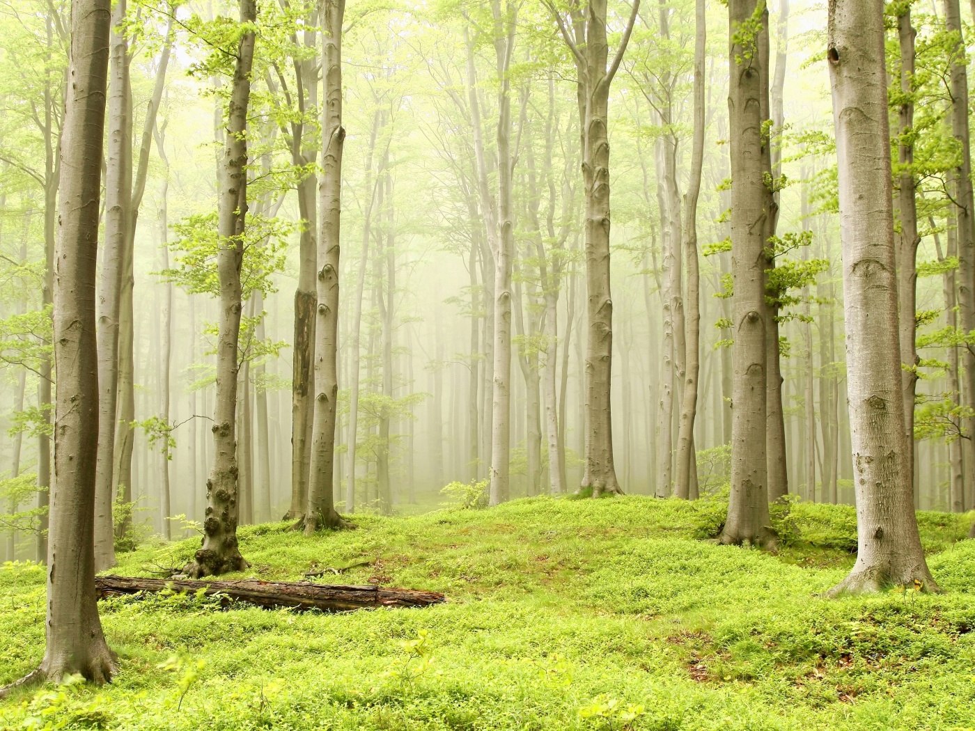 Опушка осинового леса обои