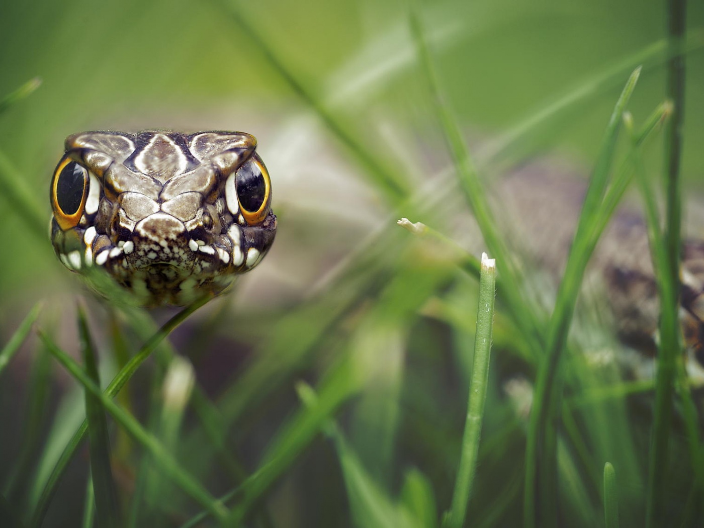 Змея в траве обои