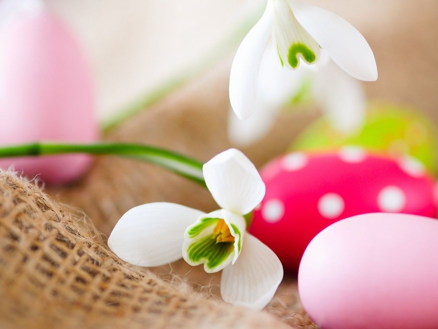 Белый цветок и яйца обои