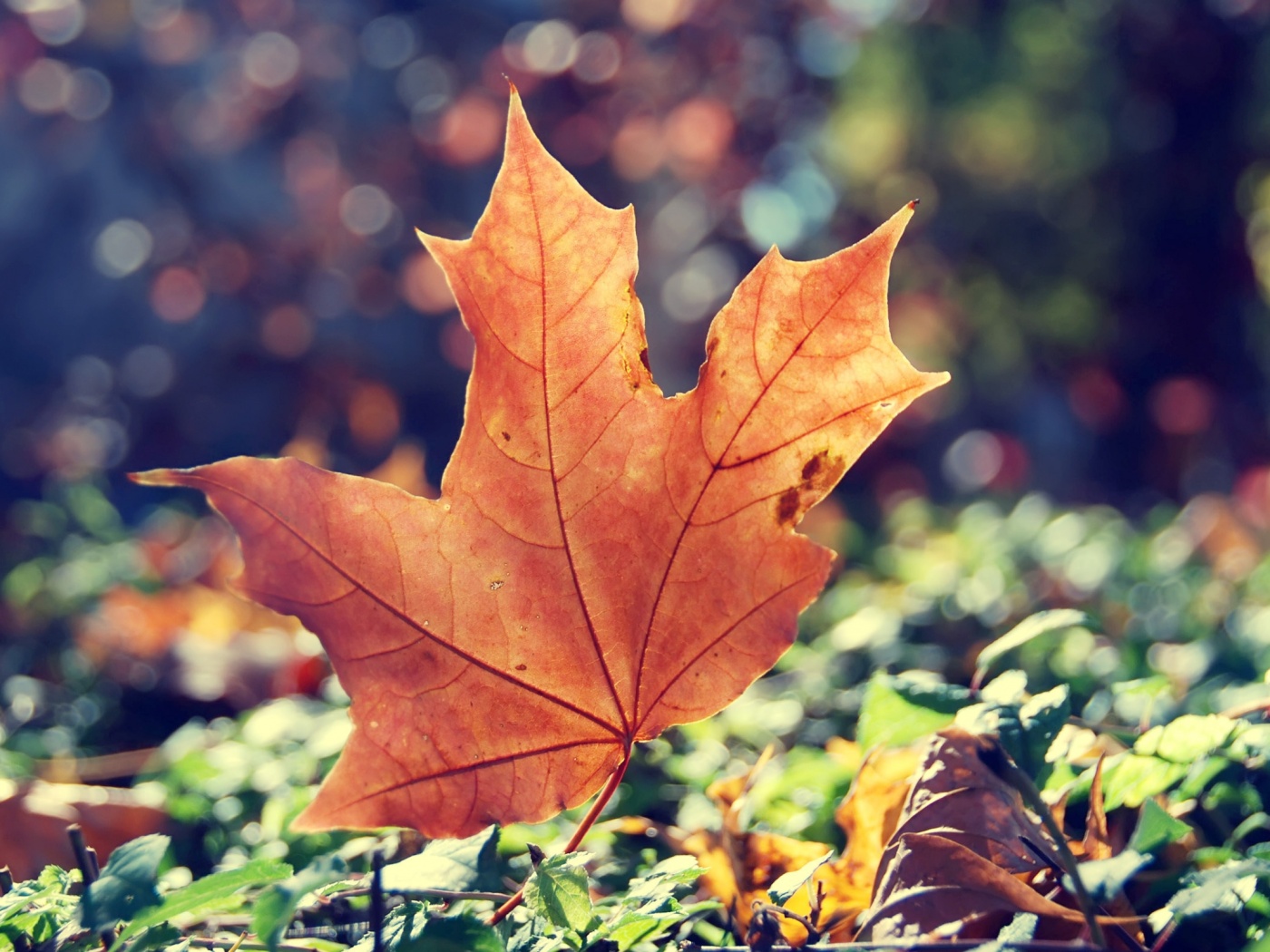 Желтый кленовый лист обои