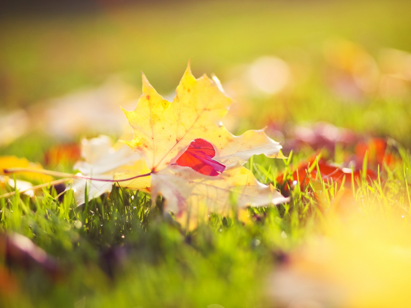 Листик в форме сердца обои