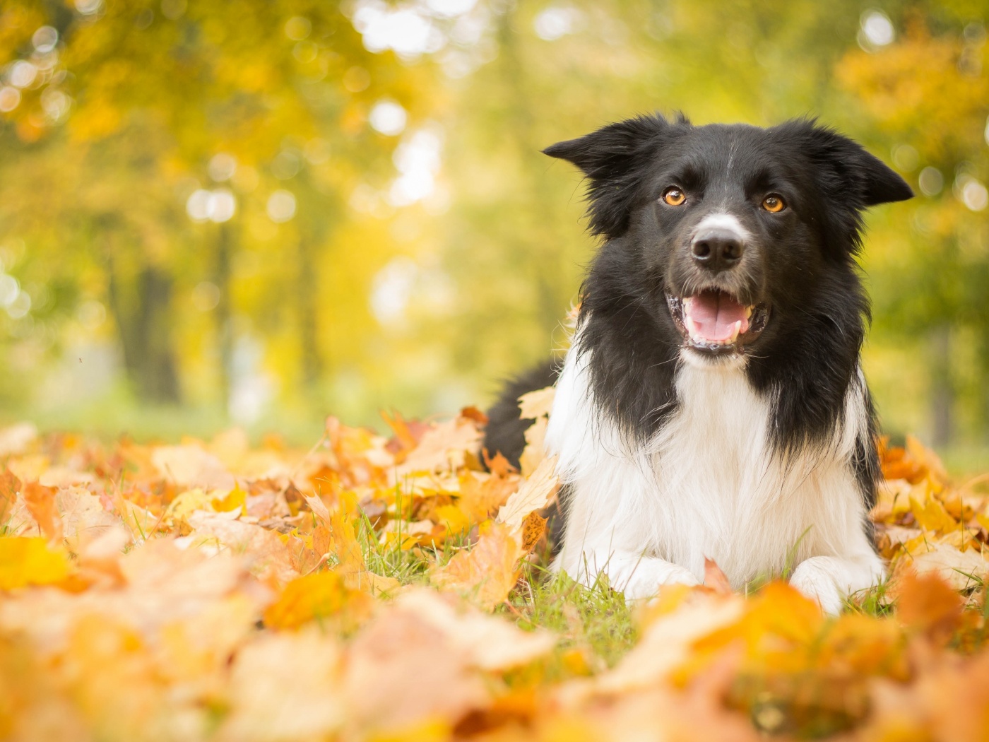 Пес среди листвы обои