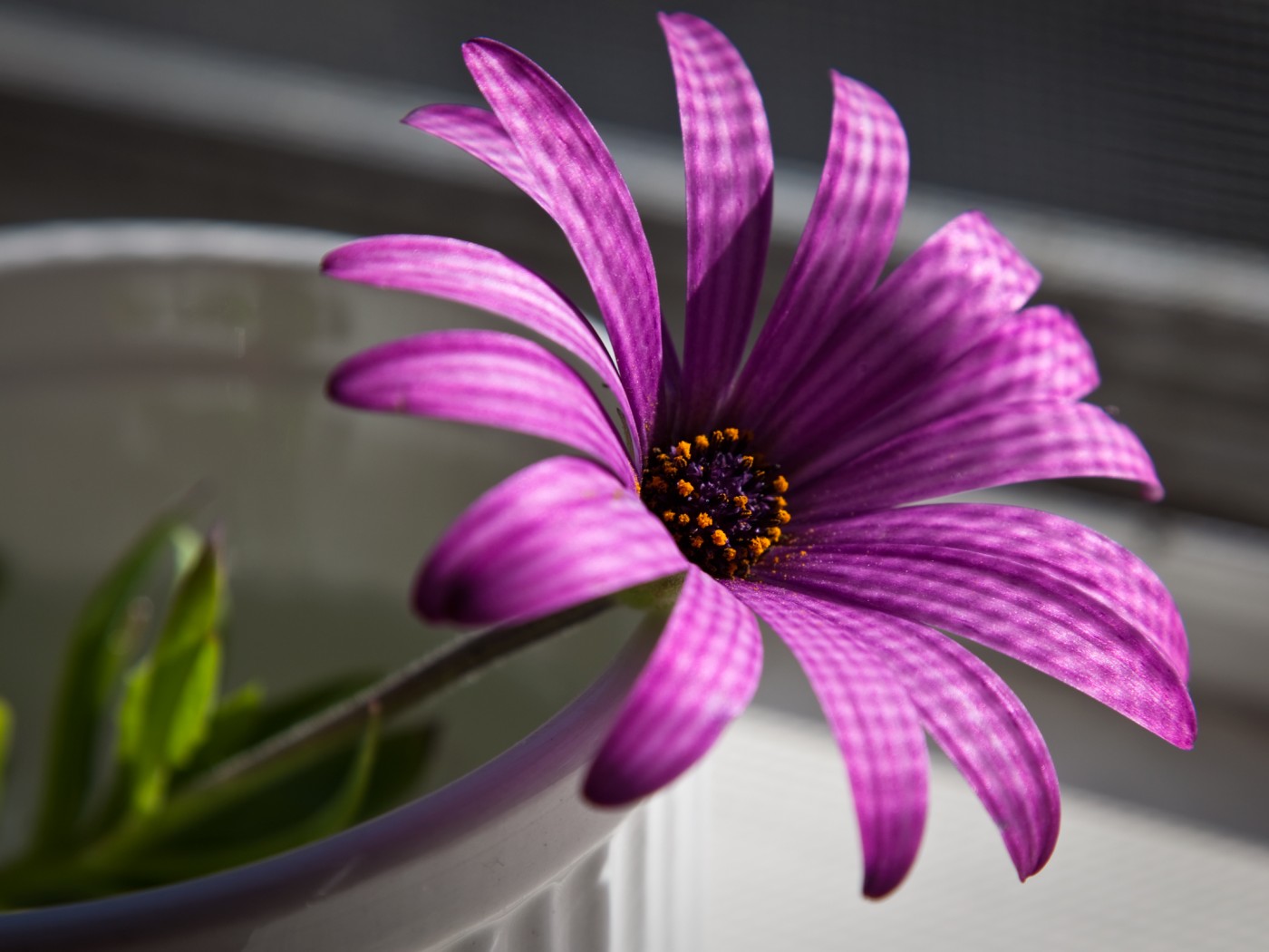 Сиреневый цветок в стакане обои