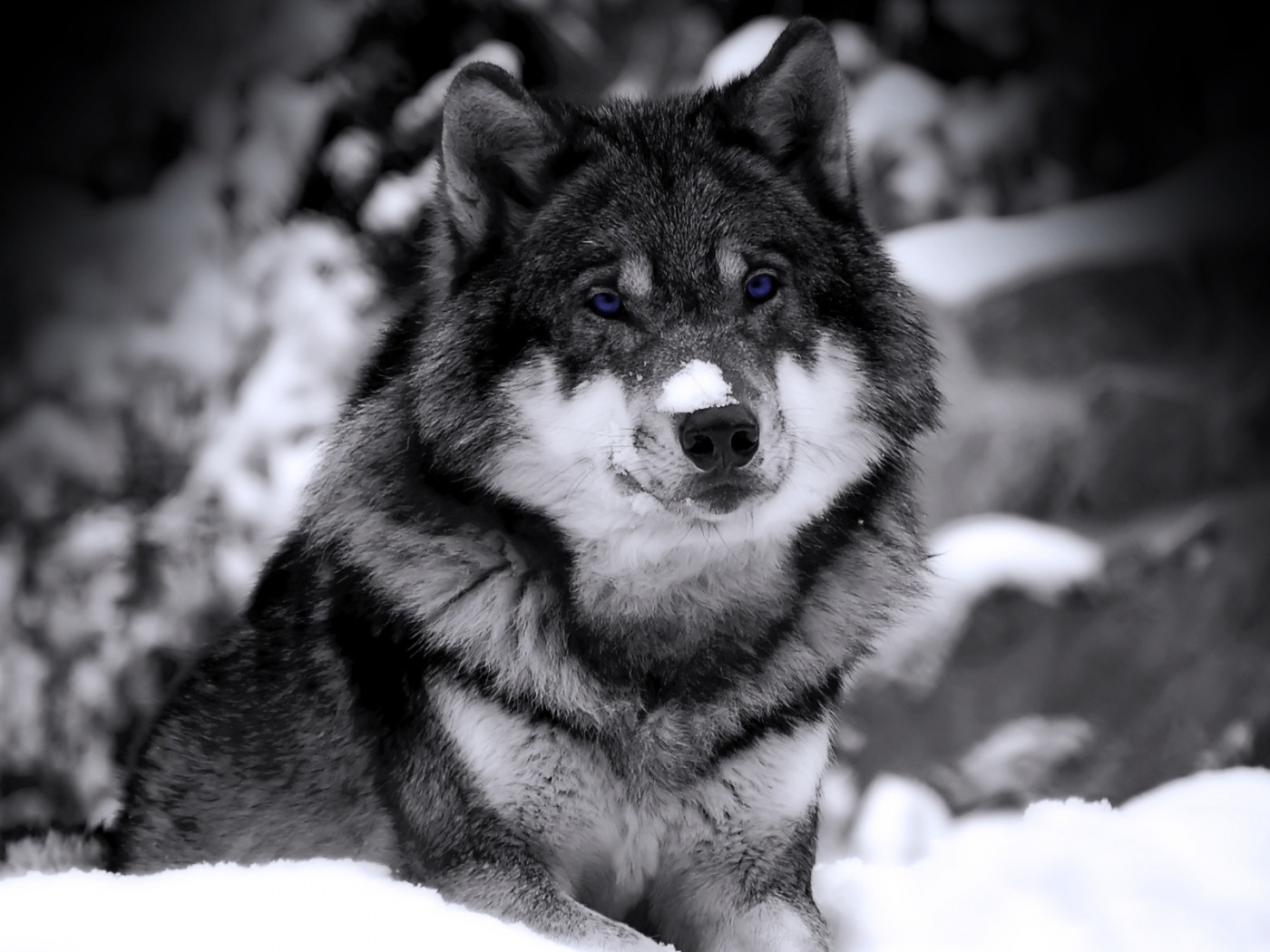 Волк с синими глазами обои