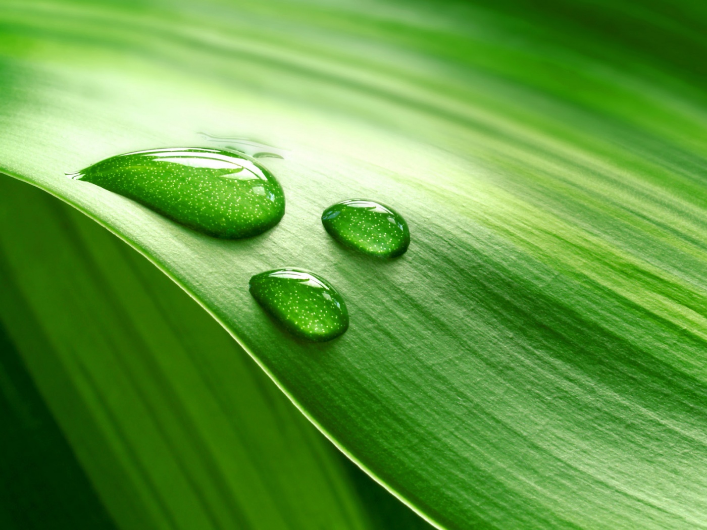 Капли на зеленом листе обои