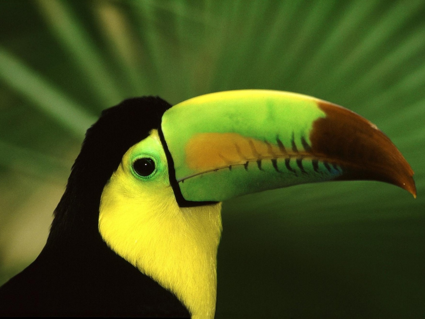 Грустный желтогрудый тукан обои