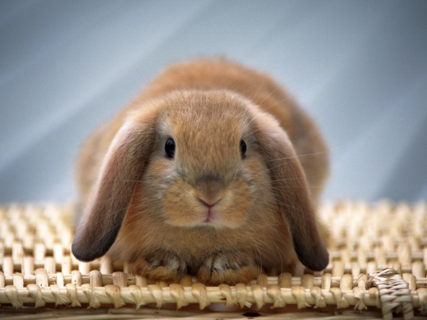 Кроличек обои