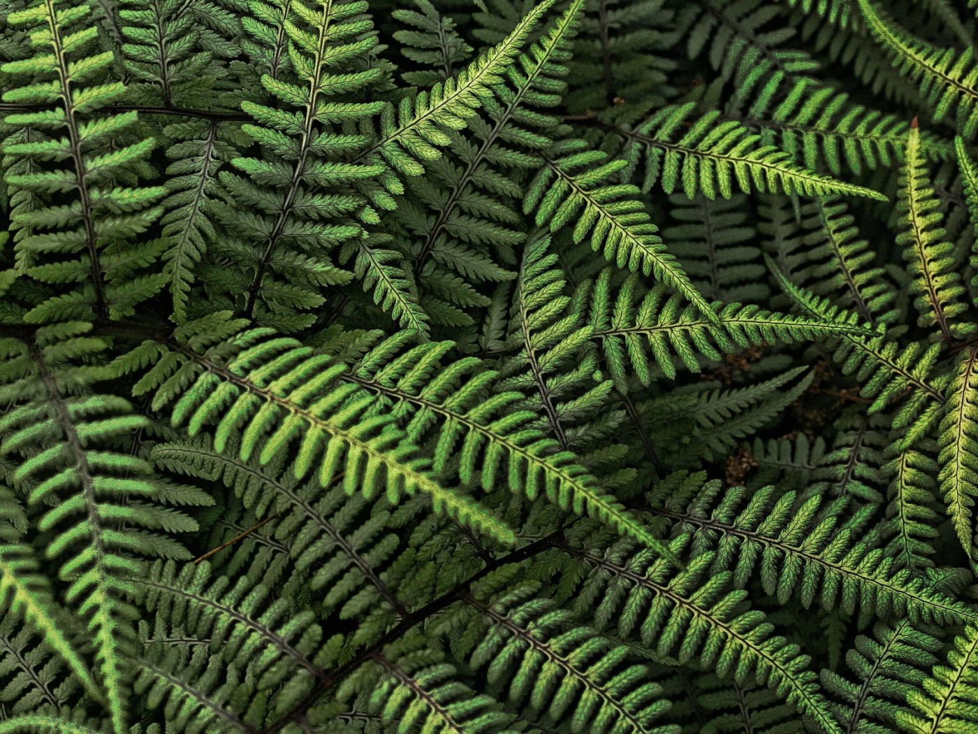 Папоротник обои