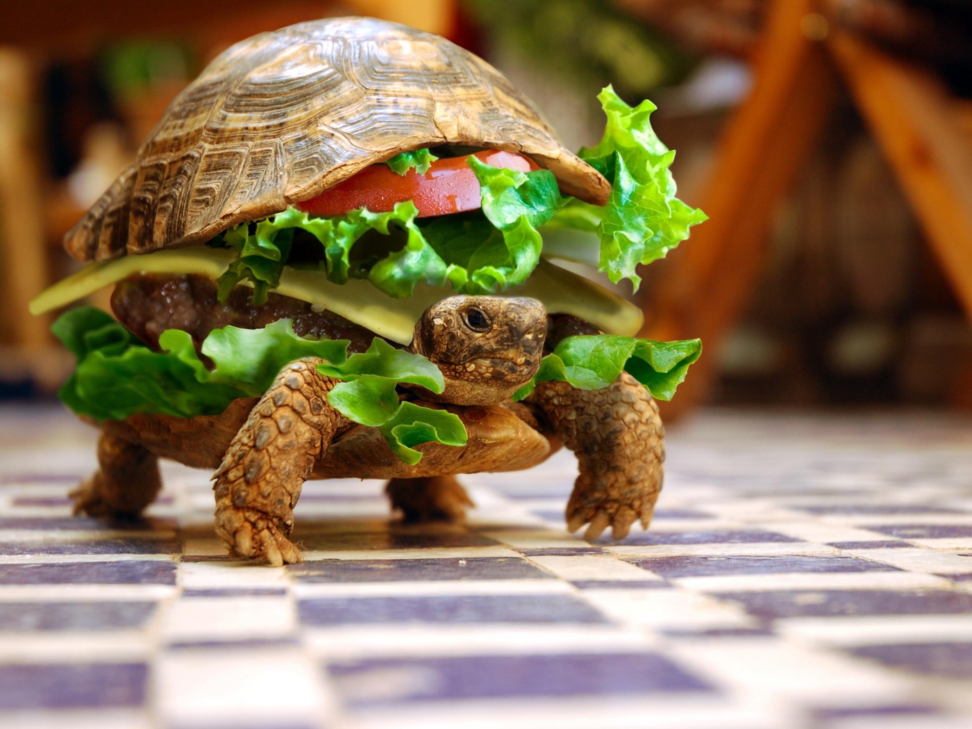 Черепахбургер обои