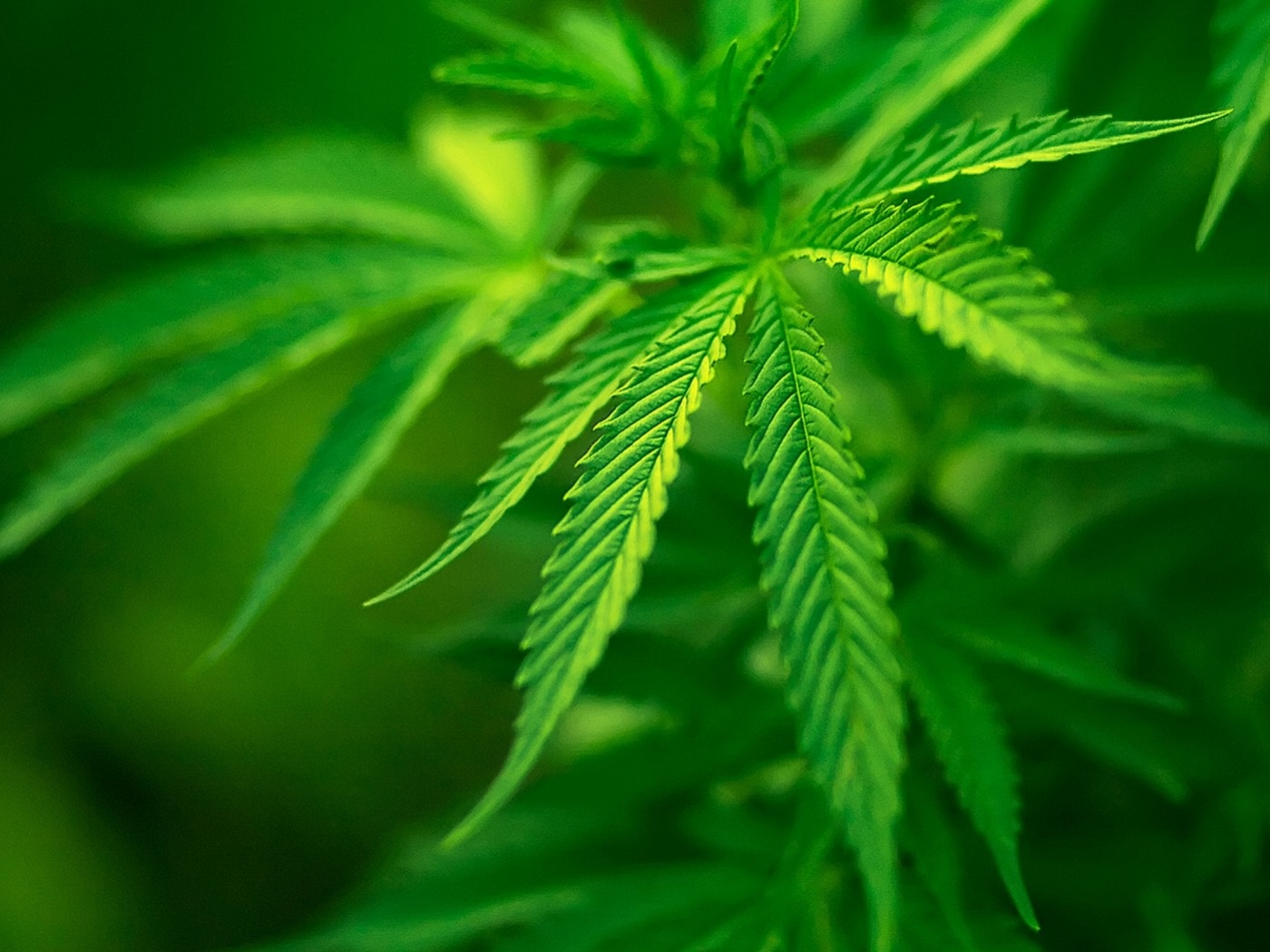 Марихуана обои