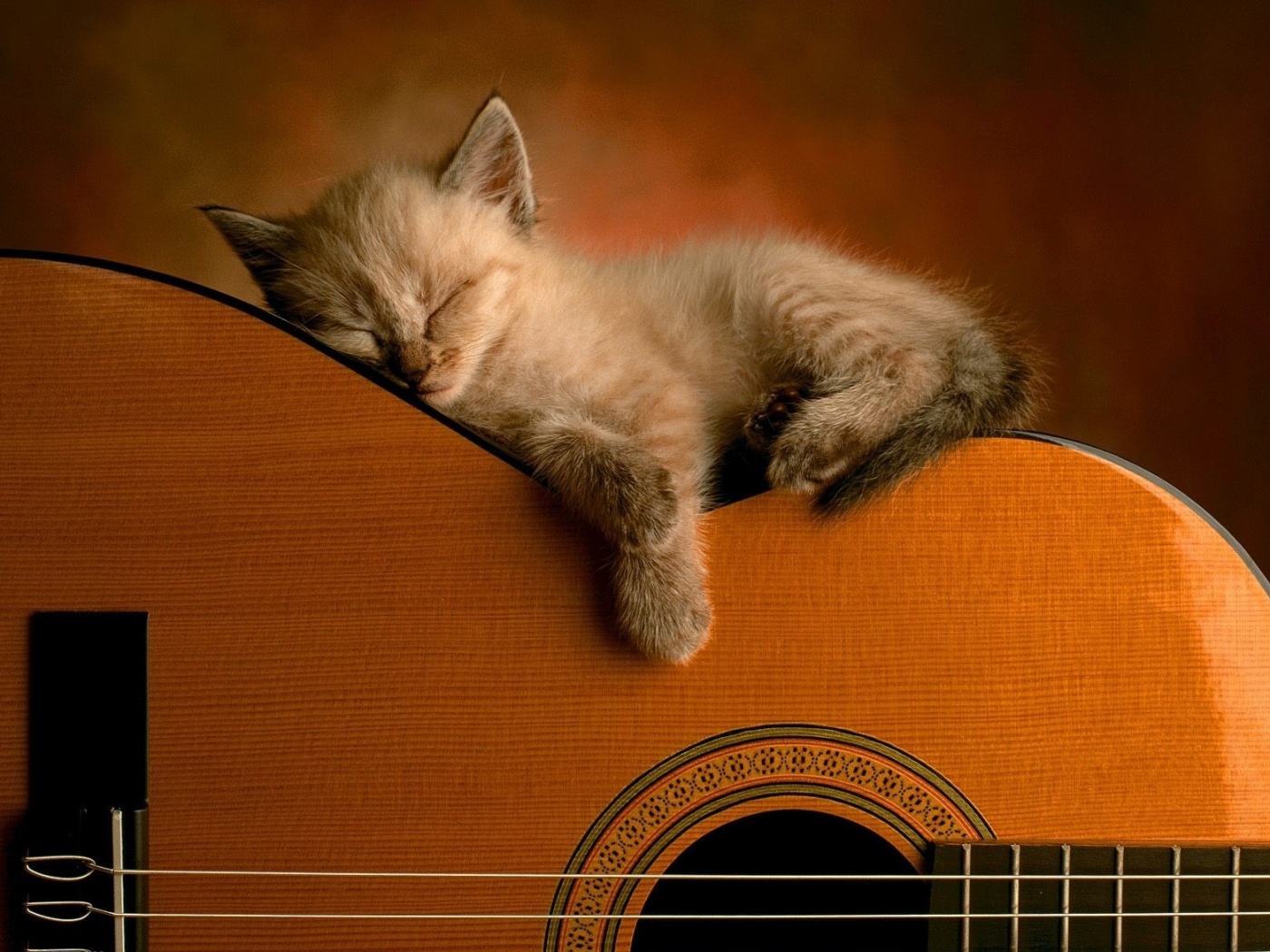 Котенок на гитаре обои