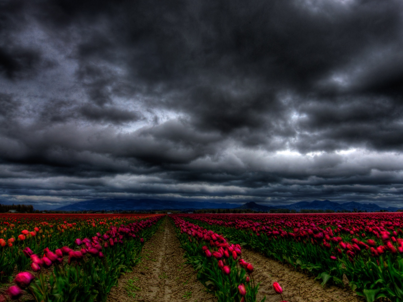 Цветочное поле под грозовым небом обои