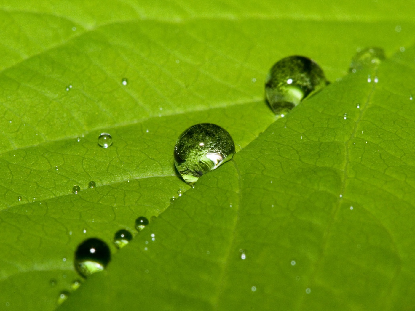 Капли на листе обои