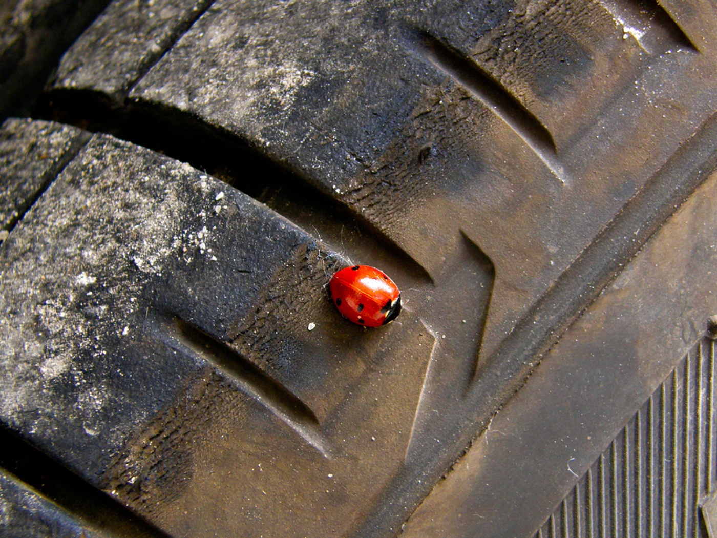 Божья коровка на автомобильной покрышке обои