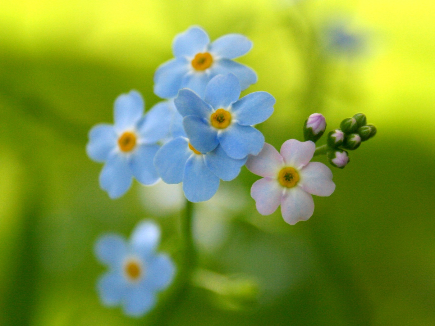 Обои цветов обои