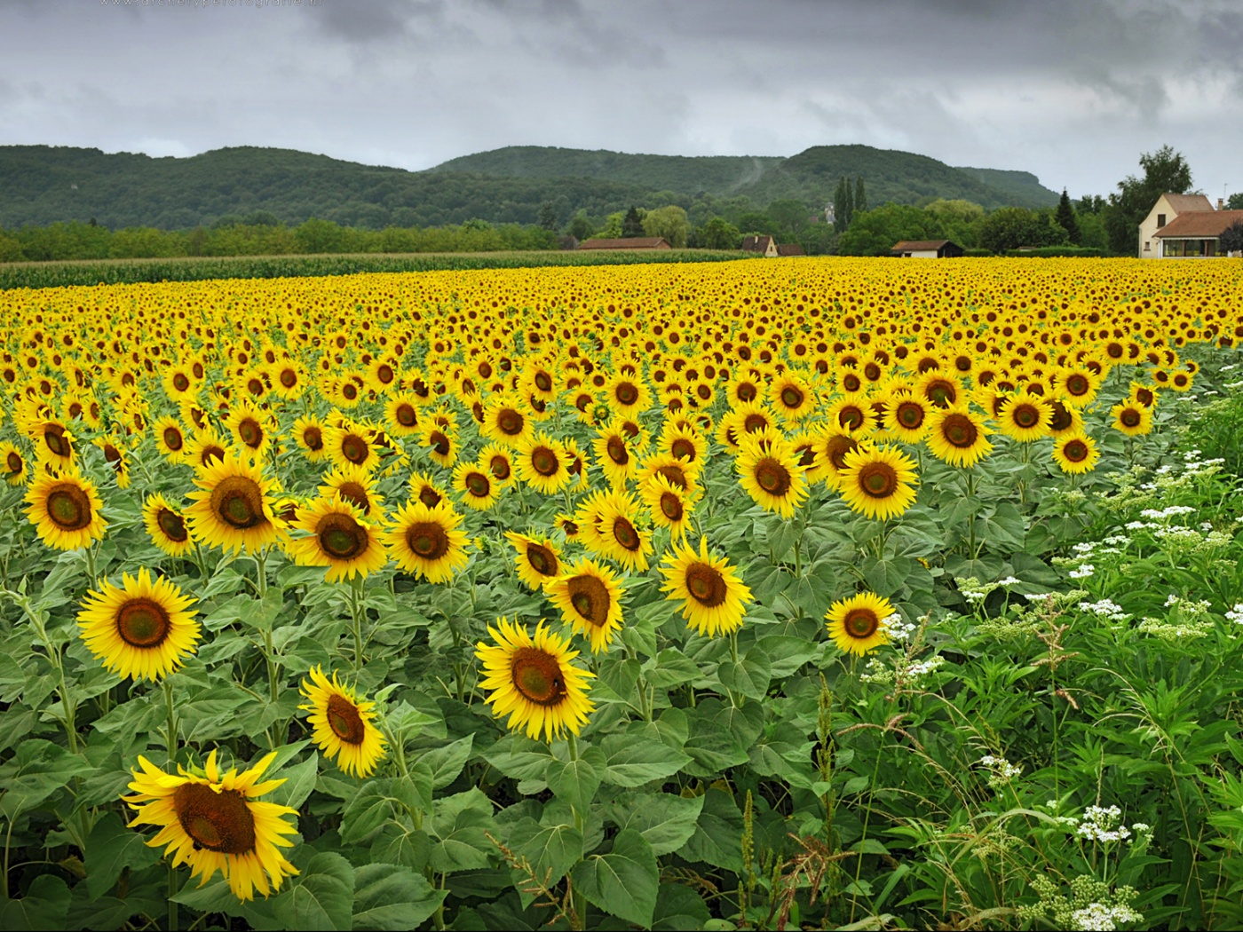 Живописное поле подсолнухов обои