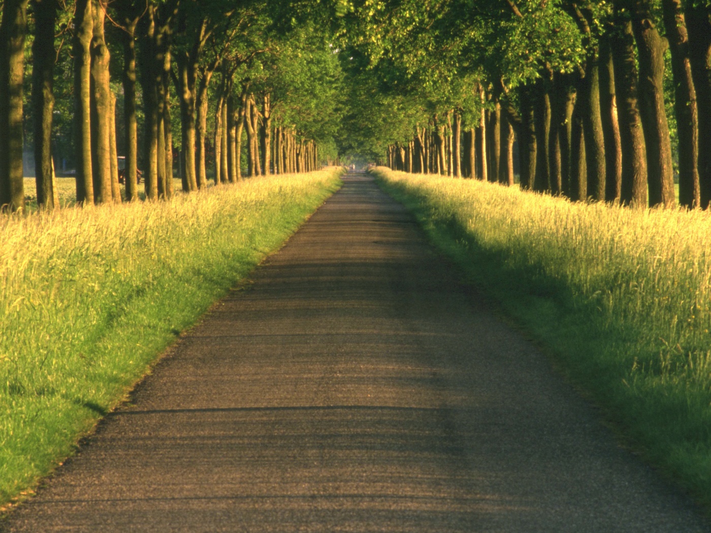 Живописная аллея обои