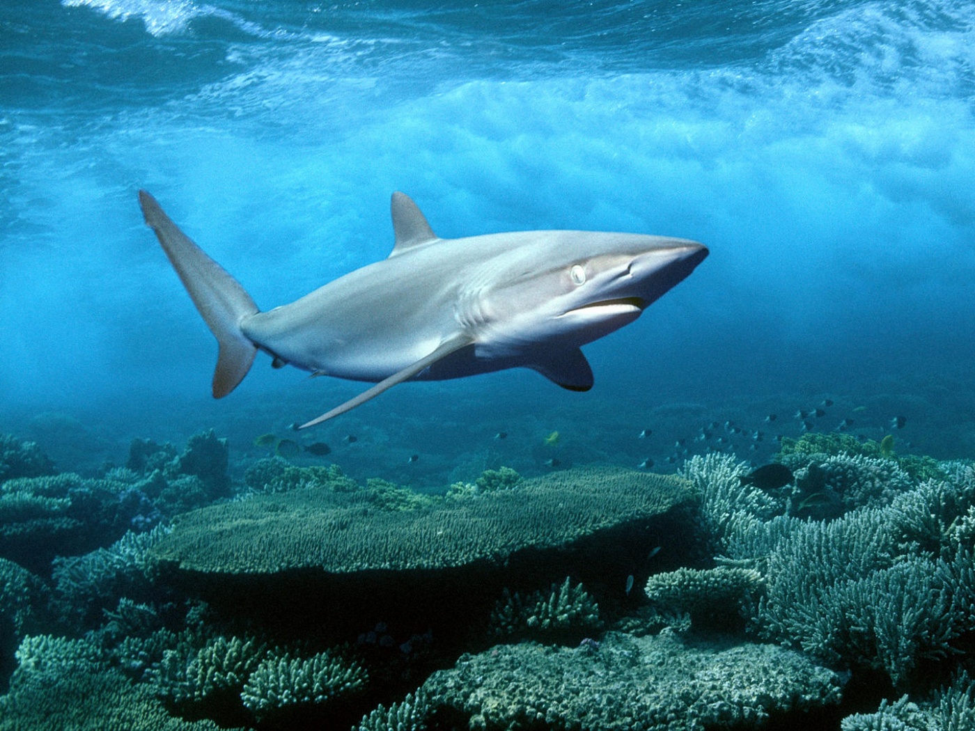 Акула в море обои