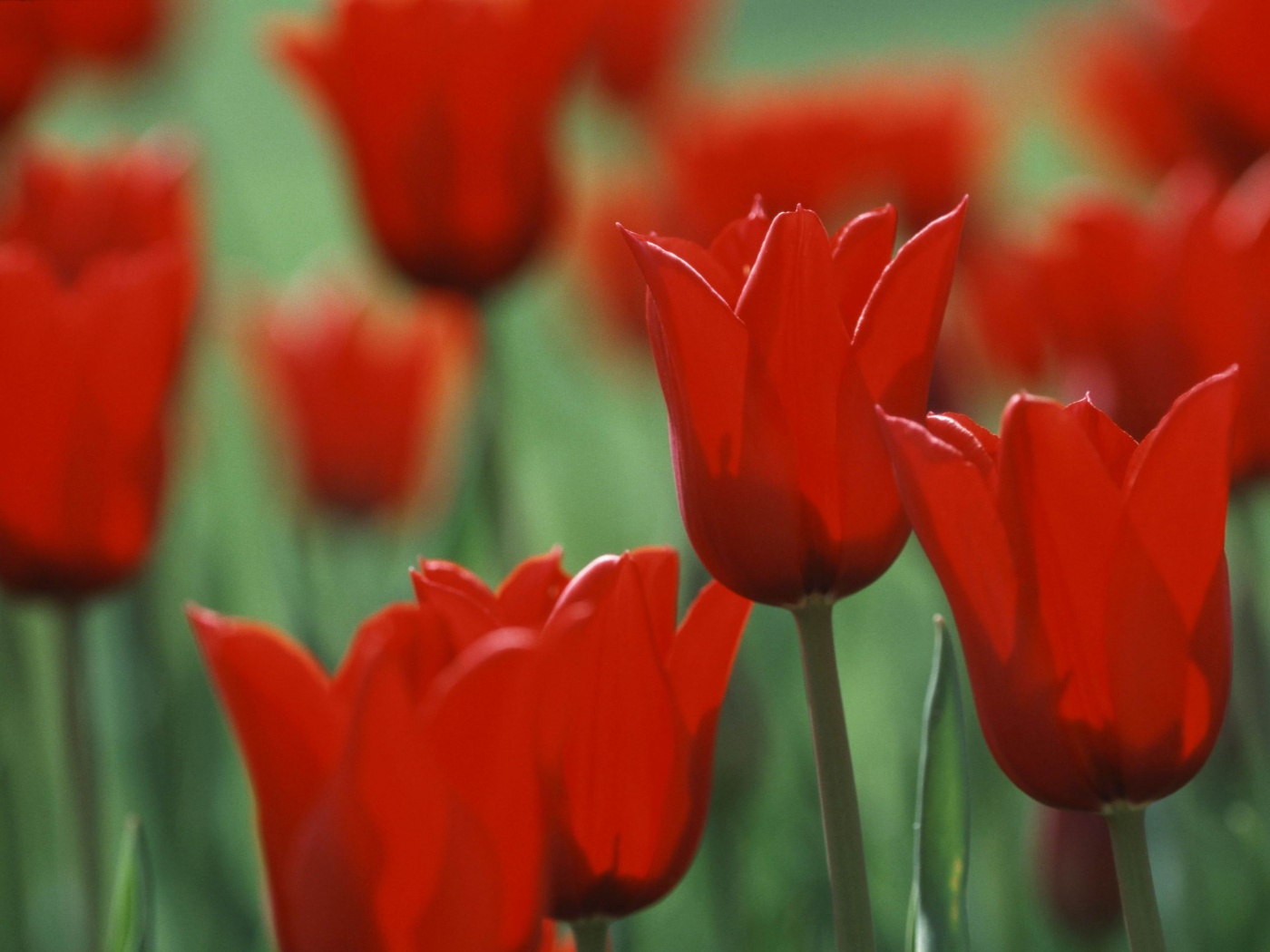 Красные цветы обои