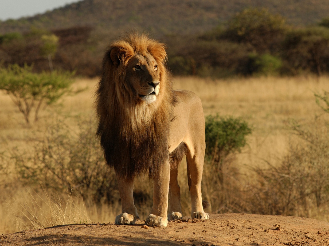 Царь зверей обои