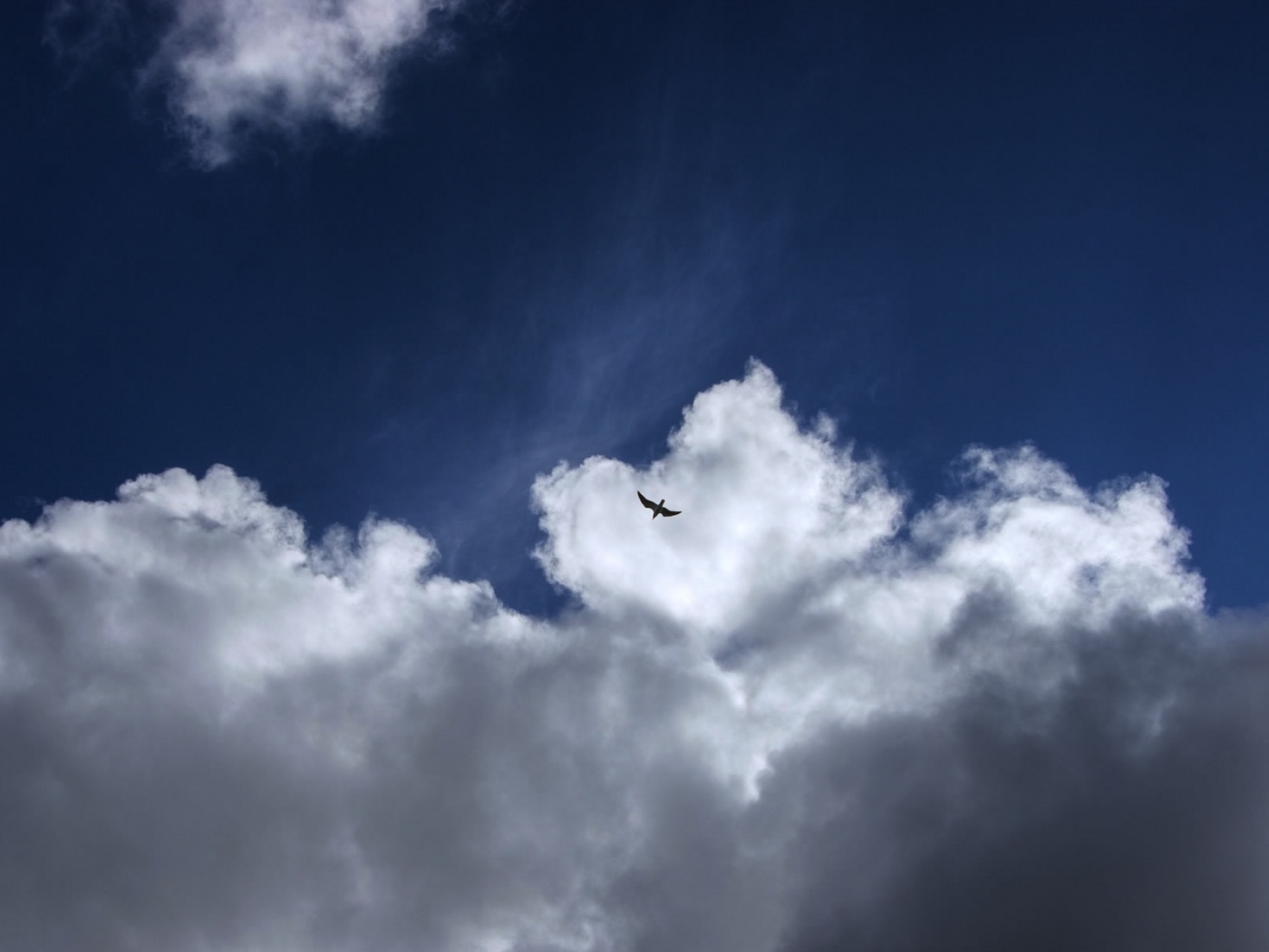 Птица в небе обои