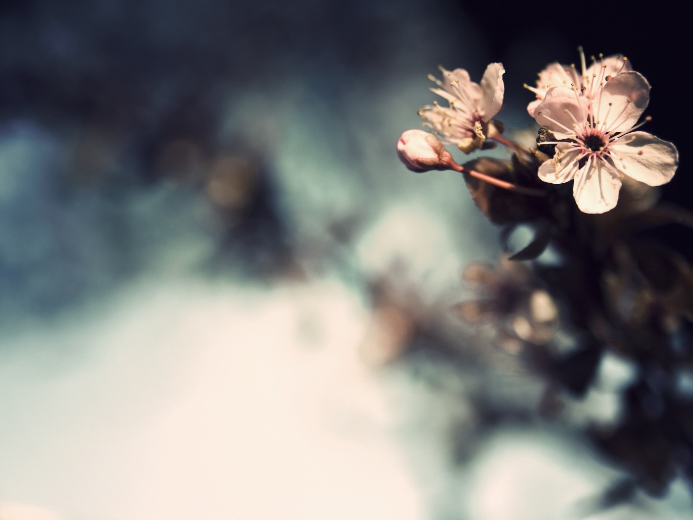 Цветок вишни обои