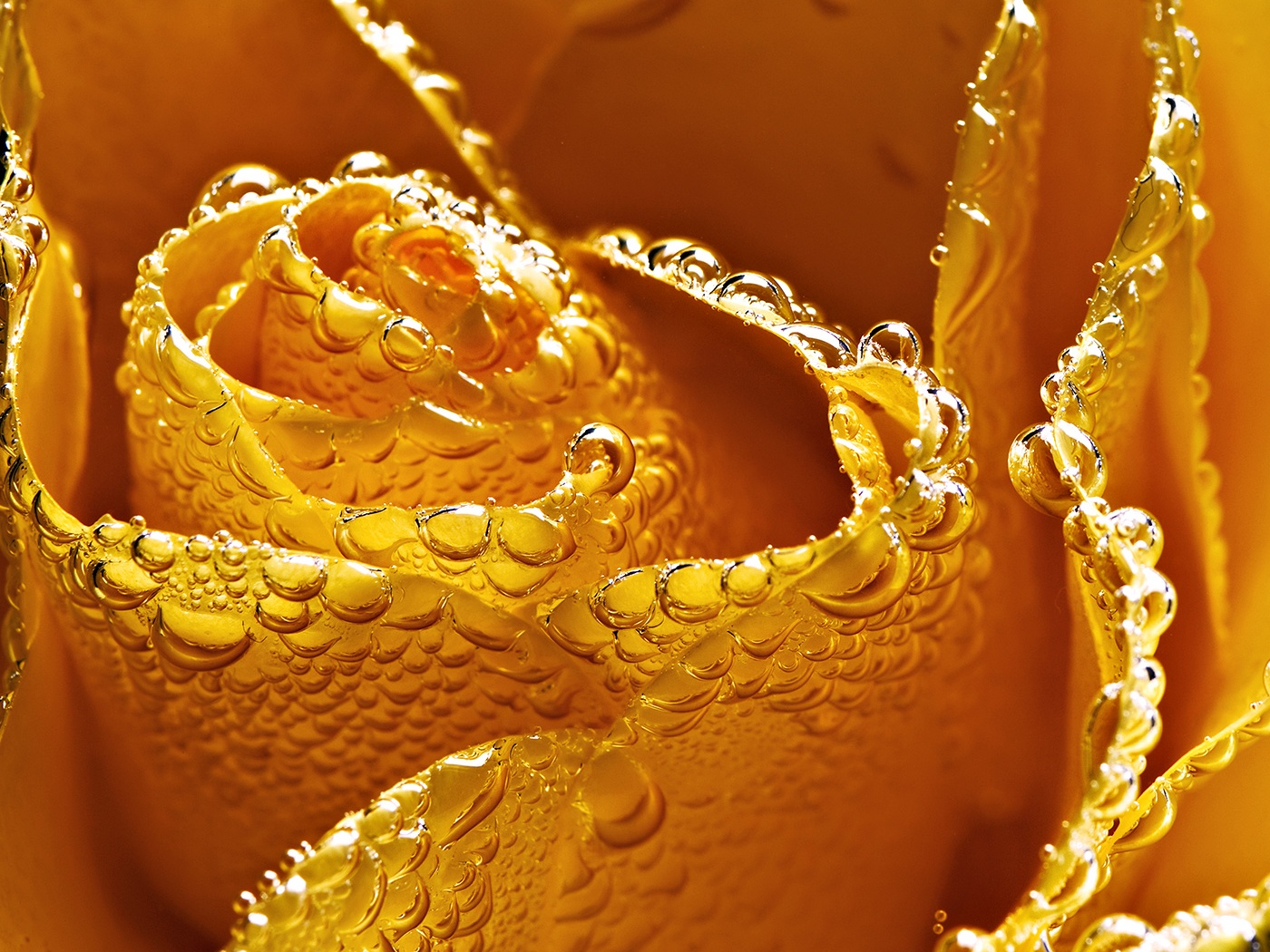 Мокрый желтый цветок обои